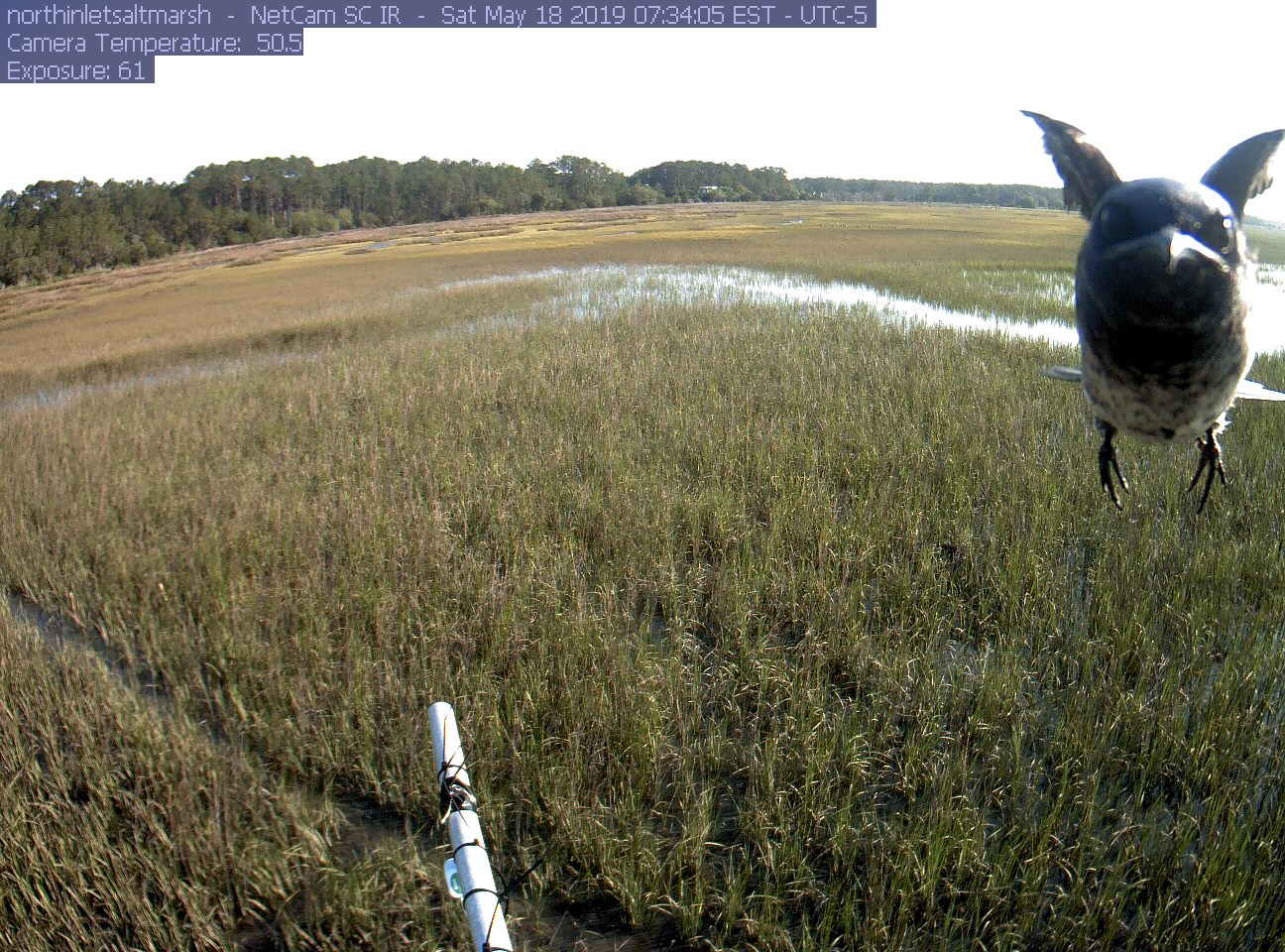/2020_09_29_phenocams/angrybird_051819.jpg